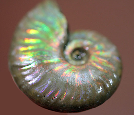 心が躍る光るアンモナイト(Ammonite)。アンモナイトコレクターなら一つは入手しておきたい!小袋付き。(その1)