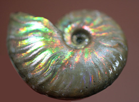 心が躍る光るアンモナイト(Ammonite)。アンモナイトコレクターなら一つは入手しておきたい!小袋付き。(その10)
