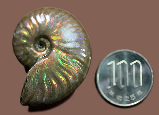 心が躍る光るアンモナイト（Ammonite）。アンモナイトコレクターなら一つは入手しておきたい！小袋付き。（その11）