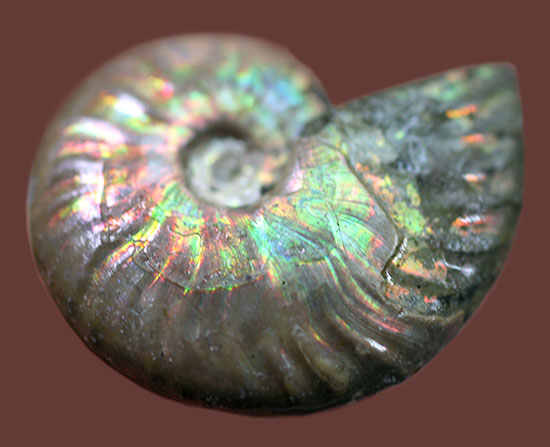 心が躍る光るアンモナイト(Ammonite)。アンモナイトコレクターなら一つは入手しておきたい!小袋付き。(その2)