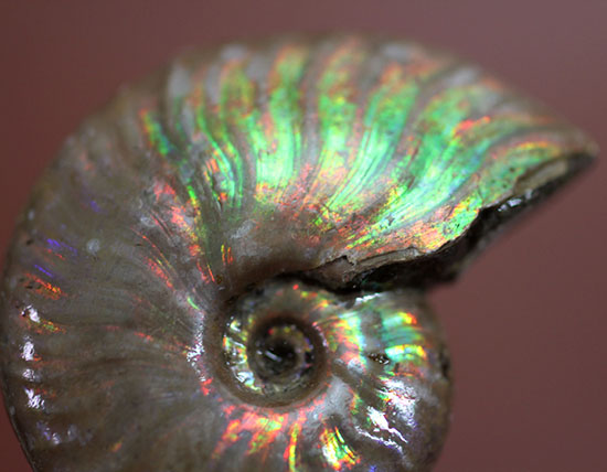 心が躍る光るアンモナイト(Ammonite)。アンモナイトコレクターなら一つは入手しておきたい!小袋付き。(その3)