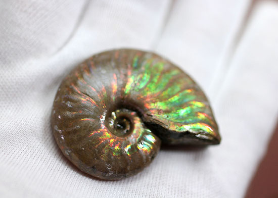 心が躍る光るアンモナイト(Ammonite)。アンモナイトコレクターなら一つは入手しておきたい!小袋付き。(その4)
