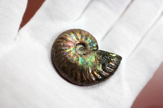心が躍る光るアンモナイト(Ammonite)。アンモナイトコレクターなら一つは入手しておきたい!小袋付き。(その5)
