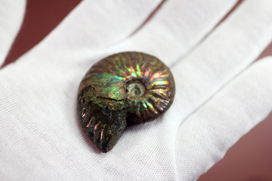 心が躍る光るアンモナイト(Ammonite)。アンモナイトコレクターなら一つは入手しておきたい!小袋付き。(その6)