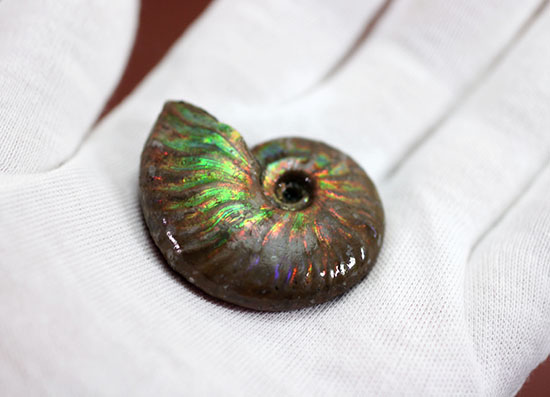 心が躍る光るアンモナイト(Ammonite)。アンモナイトコレクターなら一つは入手しておきたい!小袋付き。(その7)