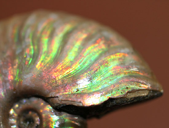 心が躍る光るアンモナイト(Ammonite)。アンモナイトコレクターなら一つは入手しておきたい!小袋付き。(その8)