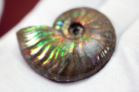 心が躍る光るアンモナイト(Ammonite)。アンモナイトコレクターなら一つは入手しておきたい!小袋付き。(その9)
