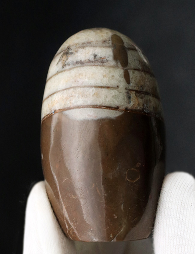 アンモナイトの祖先の一つ、古生代デボン紀の頭足類、オルソセラス(Orthoceras)の磨石(その1)