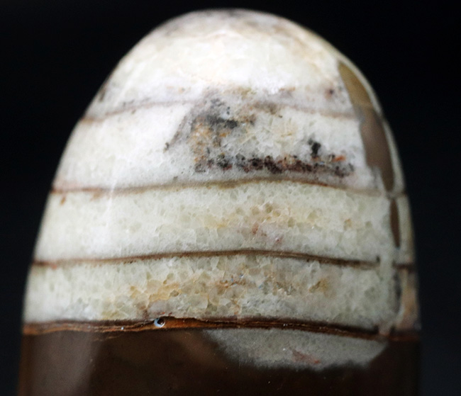 アンモナイトの祖先の一つ、古生代デボン紀の頭足類、オルソセラス(Orthoceras)の磨石(その2)