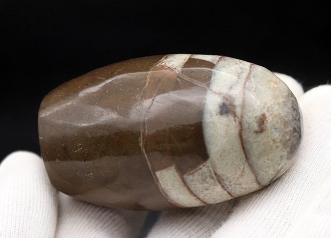 アンモナイトの祖先の一つ、古生代デボン紀の頭足類、オルソセラス(Orthoceras)の磨石(その3)