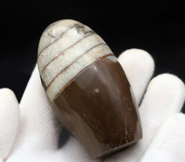 アンモナイトの祖先の一つ、古生代デボン紀の頭足類、オルソセラス(Orthoceras)の磨石(その4)
