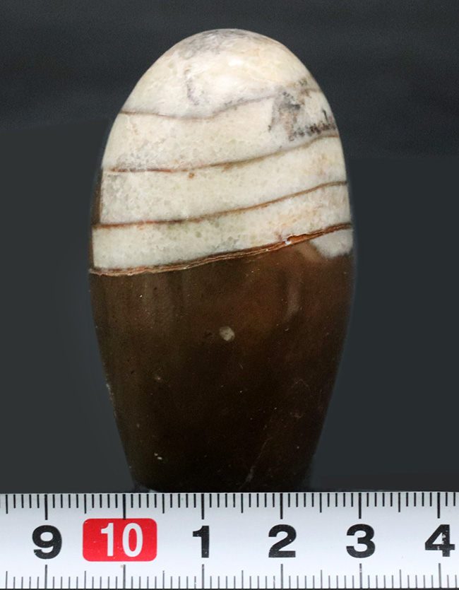 アンモナイトの祖先の一つ、古生代デボン紀の頭足類、オルソセラス(Orthoceras)の磨石(その6)