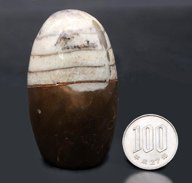 アンモナイトの祖先の一つ、古生代デボン紀の頭足類、オルソセラス(Orthoceras)の磨石(その7)