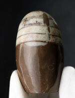 アンモナイトの祖先の一つ、古生代デボン紀の頭足類、オルソセラス（Orthoceras）の磨石