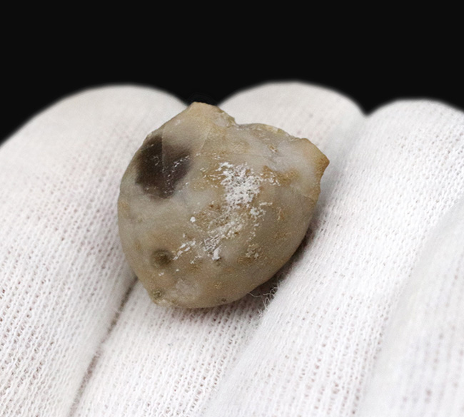 非常に古いオルドビス紀のウミユリ!米国オクラホマ州ブロマイド層から発見されたウミユリ、ハイボクリヌス(Hybocrinus nitidus)のクラウンの化石(その3)