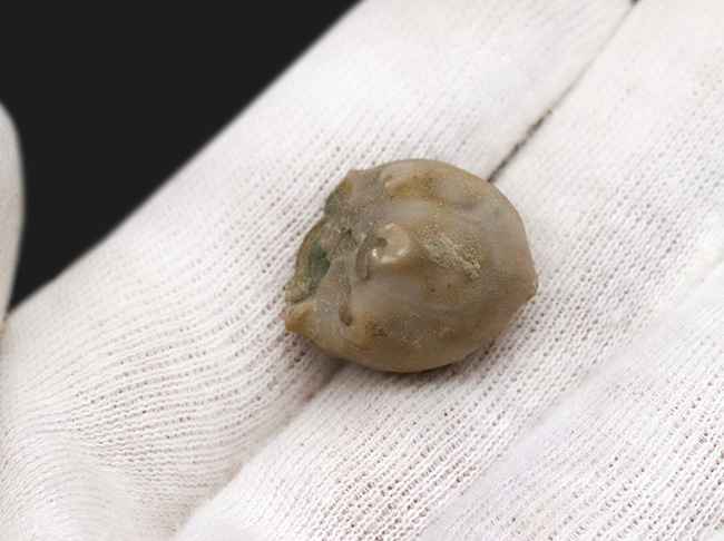 非常に古いオルドビス紀のウミユリ!米国オクラホマ州ブロマイド層から発見されたウミユリ、ハイボクリヌス(Hybocrinus nitidus)のクラウンの化石(その4)