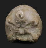 非常に古いオルドビス紀のウミユリ！米国オクラホマ州ブロマイド層から発見されたウミユリ、ハイボクリヌス（Hybocrinus nitidus）のクラウンの化石