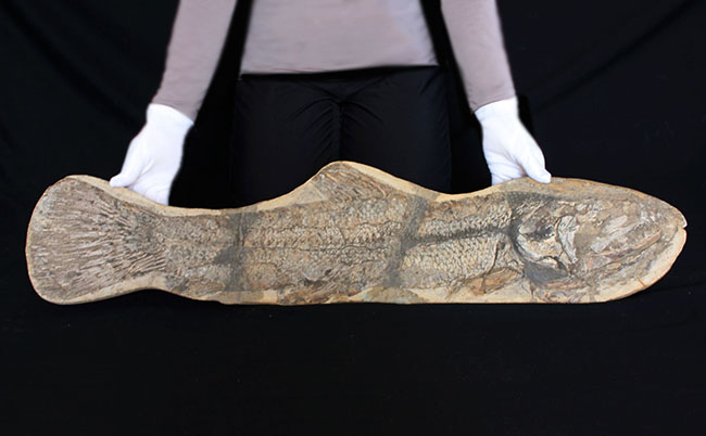 一期一会の希少化石！ブラジル産の肉食古代魚のカラモプレウルスの全身化石。鋭い歯がずらりと並んだ頭部にご注目。（その1）