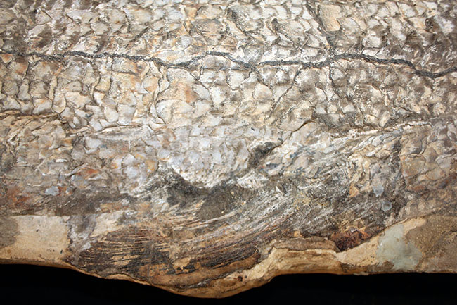 一期一会の希少化石！ブラジル産の肉食古代魚のカラモプレウルスの全身化石。鋭い歯がずらりと並んだ頭部にご注目。（その10）