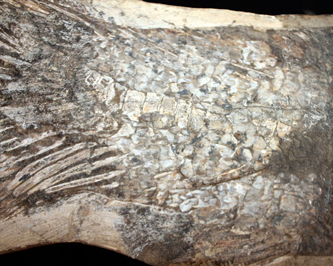 一期一会の希少化石！ブラジル産の肉食古代魚のカラモプレウルスの全身化石。鋭い歯がずらりと並んだ頭部にご注目。（その12）