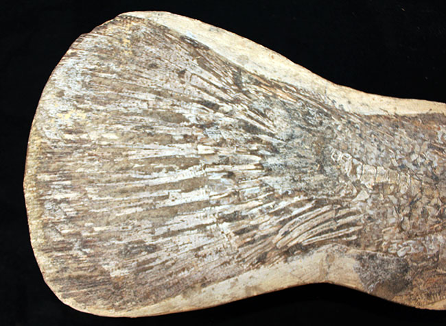 一期一会の希少化石！ブラジル産の肉食古代魚のカラモプレウルスの全身化石。鋭い歯がずらりと並んだ頭部にご注目。（その13）