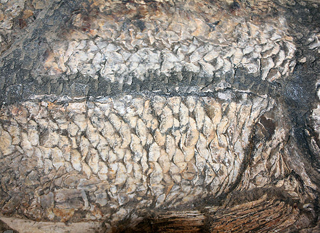 一期一会の希少化石！ブラジル産の肉食古代魚のカラモプレウルスの全身化石。鋭い歯がずらりと並んだ頭部にご注目。（その14）