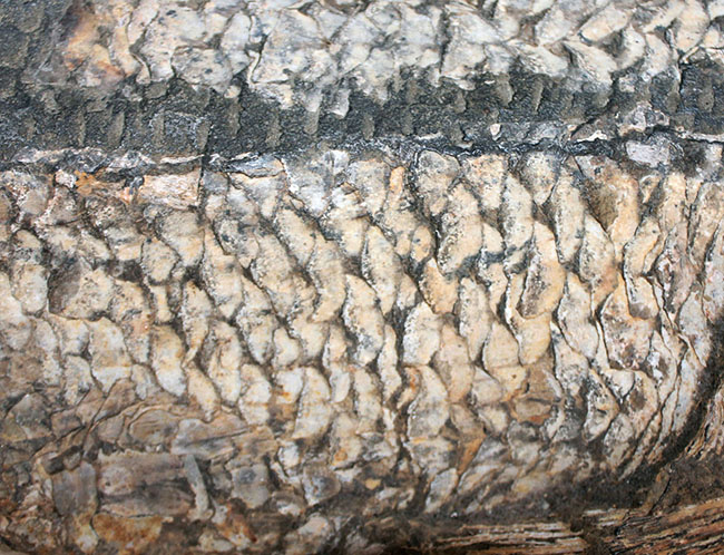 一期一会の希少化石！ブラジル産の肉食古代魚のカラモプレウルスの全身化石。鋭い歯がずらりと並んだ頭部にご注目。（その15）