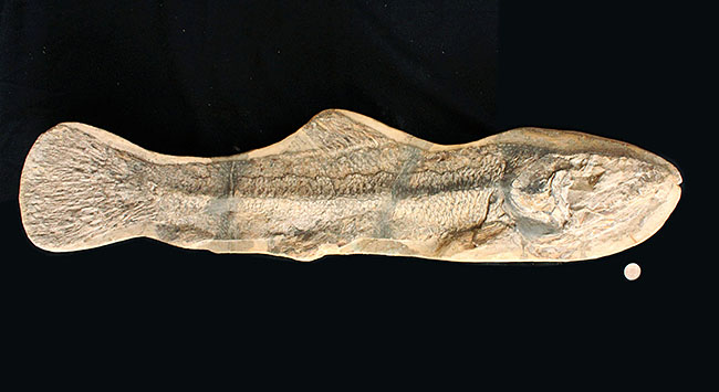 一期一会の希少化石！ブラジル産の肉食古代魚のカラモプレウルスの全身化石。鋭い歯がずらりと並んだ頭部にご注目。（その16）