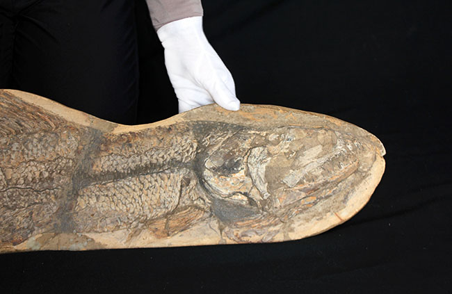 一期一会の希少化石!ブラジル産の肉食古代魚のカラモプレウルスの全身化石。鋭い歯がずらりと並んだ頭部にご注目。(その2)