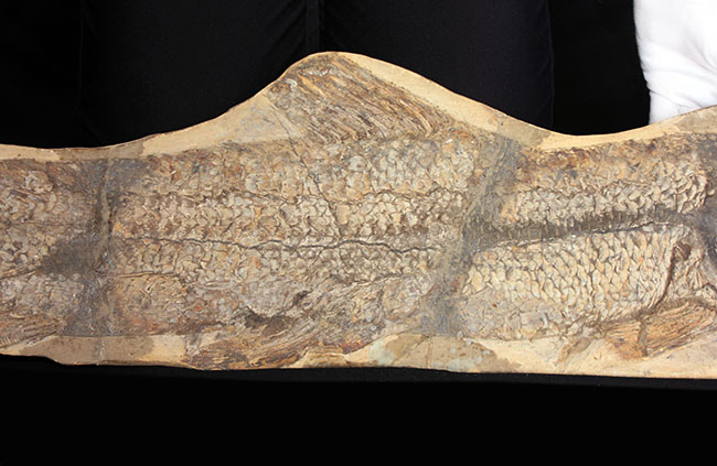 一期一会の希少化石！ブラジル産の肉食古代魚のカラモプレウルスの全身化石。鋭い歯がずらりと並んだ頭部にご注目。（その3）