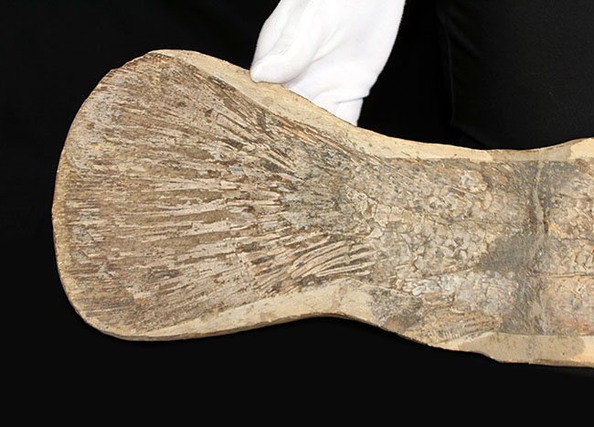 一期一会の希少化石！ブラジル産の肉食古代魚のカラモプレウルスの全身化石。鋭い歯がずらりと並んだ頭部にご注目。（その4）
