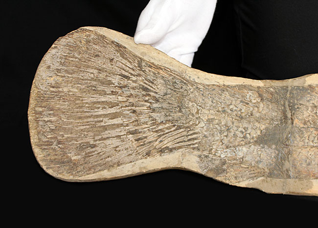 希少】 魚の化石 ペア 古代魚 ブラジル 古代 インテリア