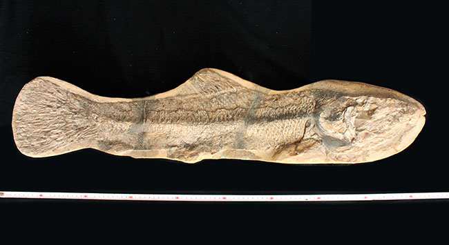 一期一会の希少化石！ブラジル産の肉食古代魚のカラモプレウルスの全身化石。鋭い歯がずらりと並んだ頭部にご注目。（その5）