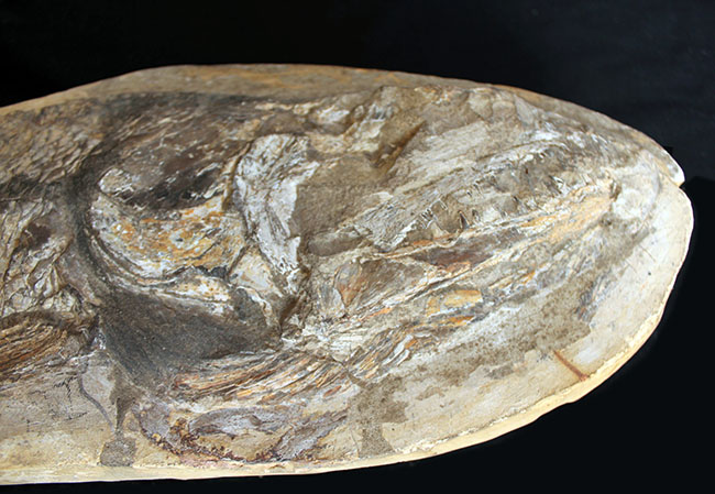 一期一会の希少化石！ブラジル産の肉食古代魚のカラモプレウルスの全身化石。鋭い歯がずらりと並んだ頭部にご注目。（その6）
