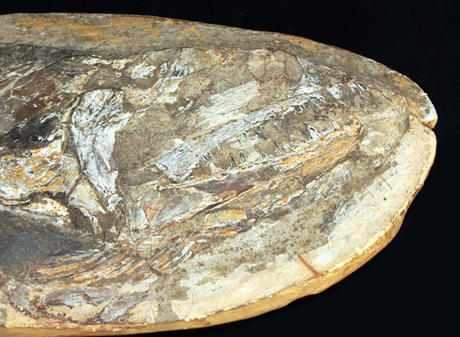 一期一会の希少化石！ブラジル産の肉食古代魚のカラモプレウルスの全身化石。鋭い歯がずらりと並んだ頭部にご注目。（その7）