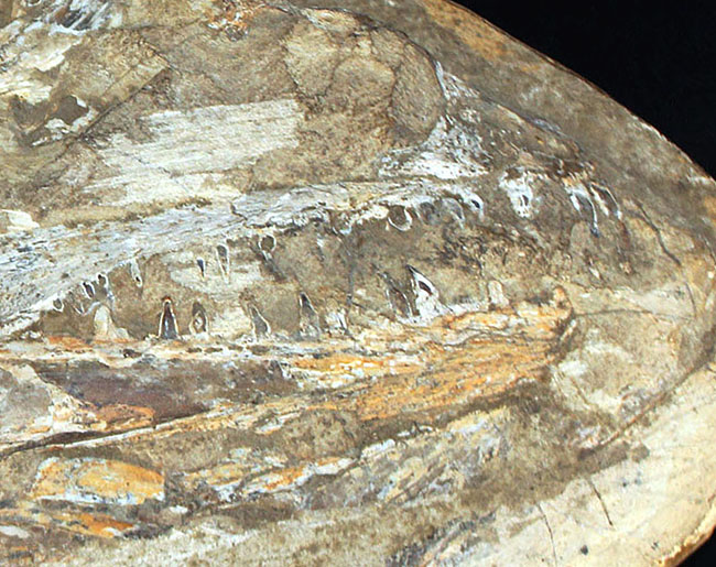 一期一会の希少化石！ブラジル産の肉食古代魚のカラモプレウルスの全身化石。鋭い歯がずらりと並んだ頭部にご注目。（その8）