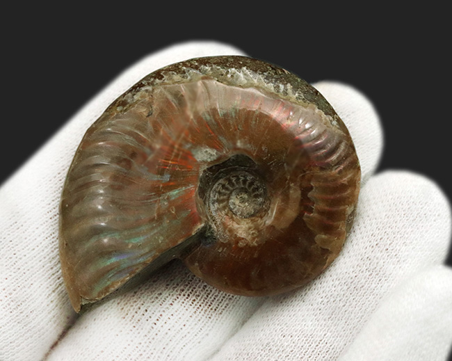 プレゼントにいかがでしょうか?キラキラと光るマダガスカル産の遊色アンモナイト、クレオニセラス(Cleoniceras)(その4)