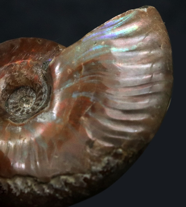 プレゼントにいかがでしょうか?キラキラと光るマダガスカル産の遊色アンモナイト、クレオニセラス(Cleoniceras)(その5)