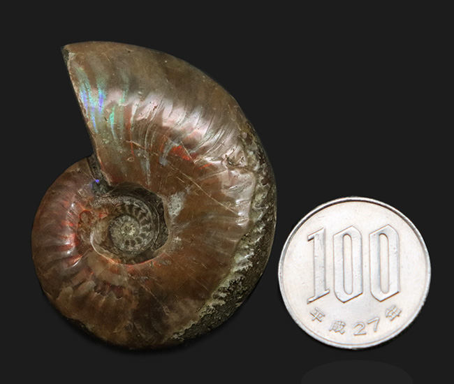 プレゼントにいかがでしょうか?キラキラと光るマダガスカル産の遊色アンモナイト、クレオニセラス(Cleoniceras)(その8)
