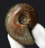 プレゼントにいかがでしょうか？キラキラと光るマダガスカル産の遊色アンモナイト、クレオニセラス（Cleoniceras）