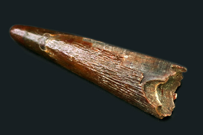 上質かつ良形!翼竜、シロッコプテリクス(Siroccopteryx moroccensis)の歯化石(その2)