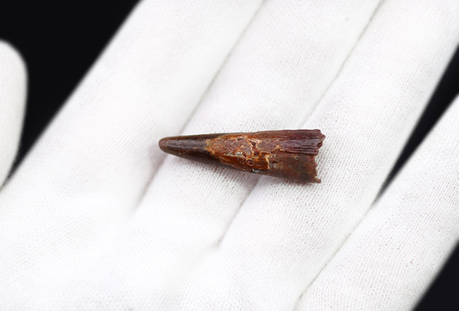 上質かつ良形!翼竜、シロッコプテリクス(Siroccopteryx moroccensis)の歯化石(その3)