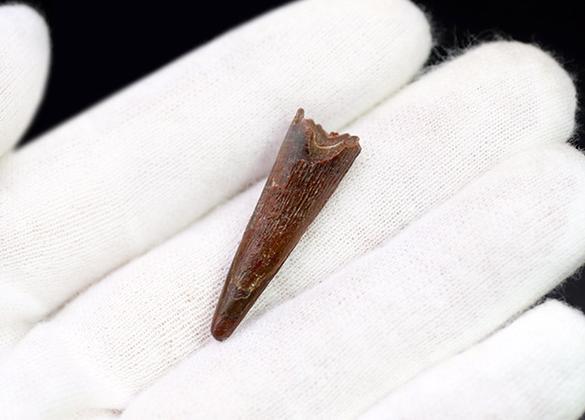 上質かつ良形!翼竜、シロッコプテリクス(Siroccopteryx moroccensis)の歯化石(その4)