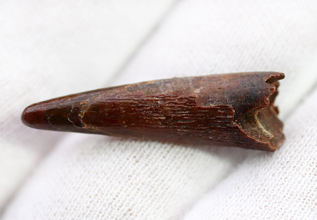 翼竜の歯　化石 エナメル質、セレーション（ギザギザの部分）が美しいティラノ