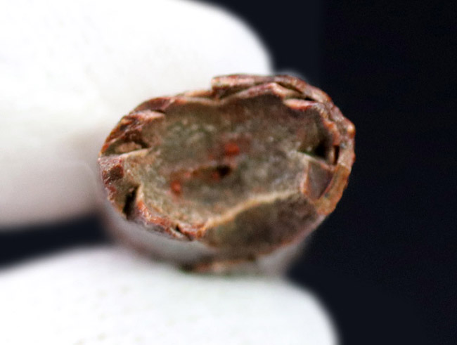 上質かつ良形!翼竜、シロッコプテリクス(Siroccopteryx moroccensis)の歯化石(その7)