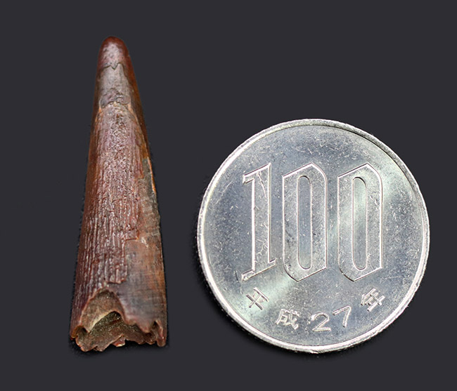 上質かつ良形!翼竜、シロッコプテリクス(Siroccopteryx moroccensis)の歯化石(その8)