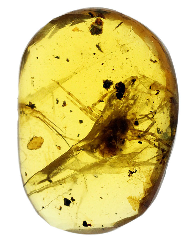 恐竜時代の琥珀！白亜紀のクモが内包された貴重なバーマイト（ビルマ琥珀）（その2）