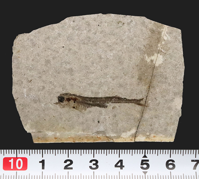 保存状態大変良好です！恐竜時代の絶滅古代魚、中国遼寧省産の