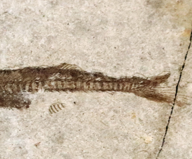 保存状態大変良好です！恐竜時代の絶滅古代魚、中国遼寧省産の