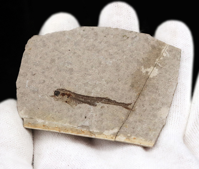 保存状態大変良好です！恐竜時代の絶滅古代魚、中国遼寧省産の